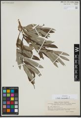 Foto von Salix viminalis L.